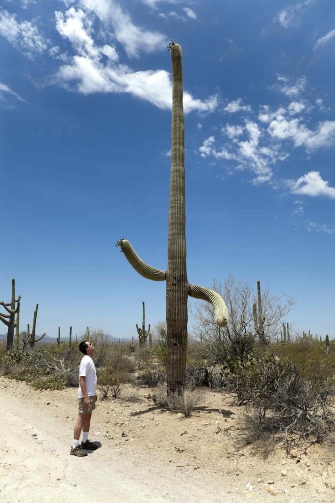 Le guide complet du camping du parc national de Saguaro 4 Grand cactus dans le parc national de Saguaro
