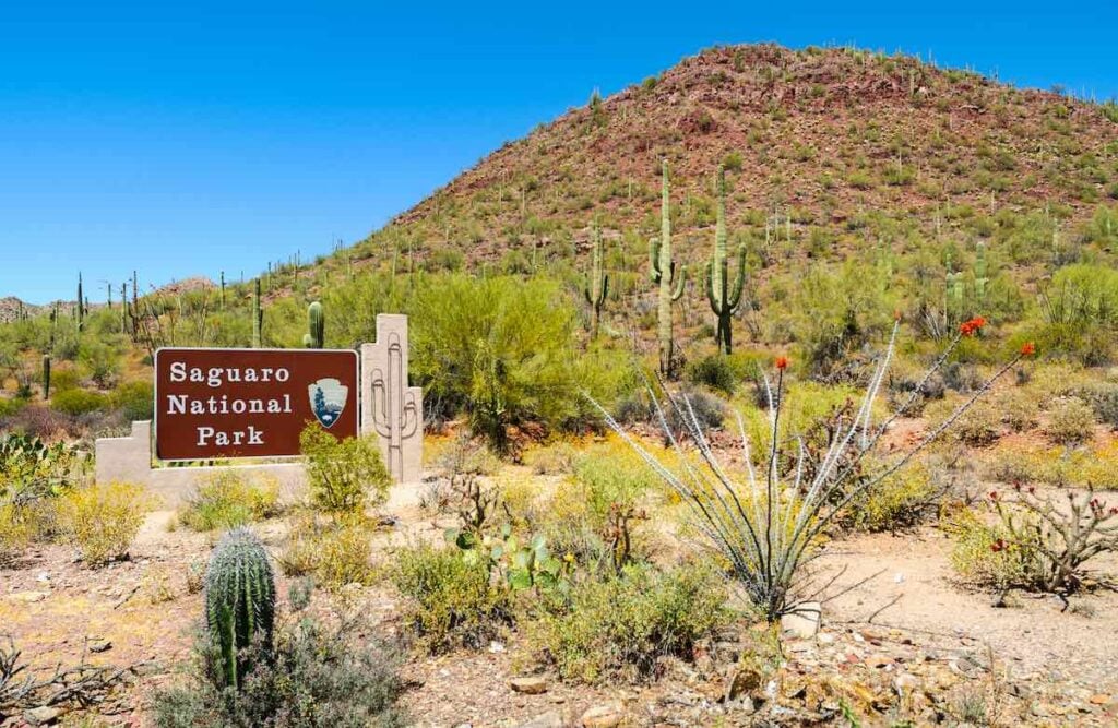 Le guide complet du camping du parc national de Saguaro 5 choses à faire dans le parc national de Saguaro