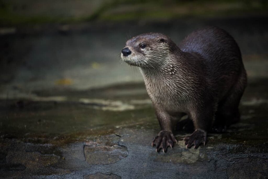 Closeup of a river otter.
