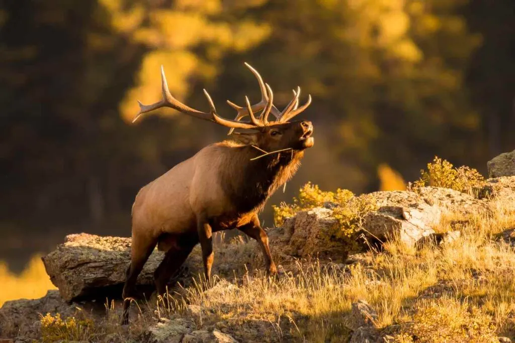 Clear Lake State Park Camping Guide 2 An adult elk. A Clear Lake State Park camping trip could mean an elk sighting.