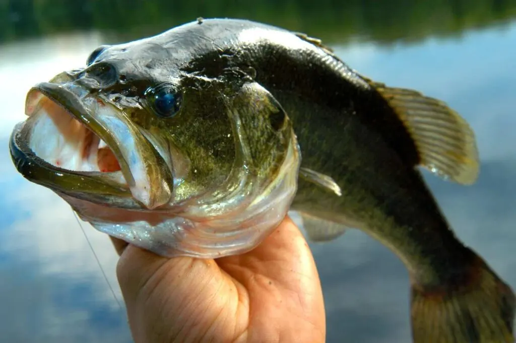 The 20 Best Places to Go Camping in Arkansas: Discover Your Next Fun Getaway! 5 Large Bass