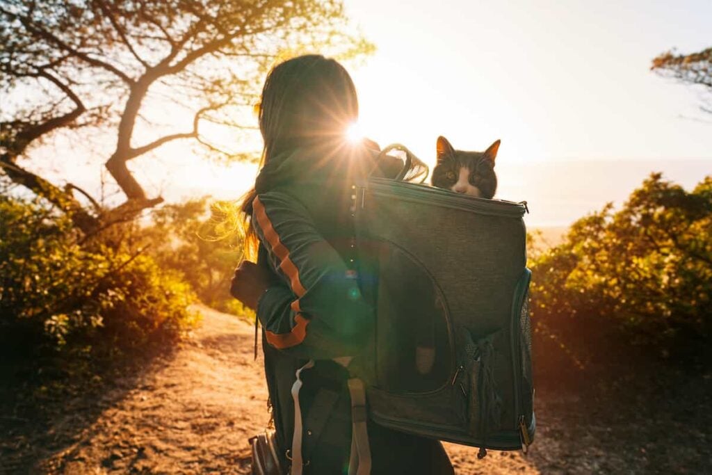 A cat in a hiking backpack.