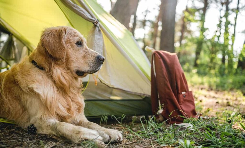 A dog lying down in the doorway of a tent.