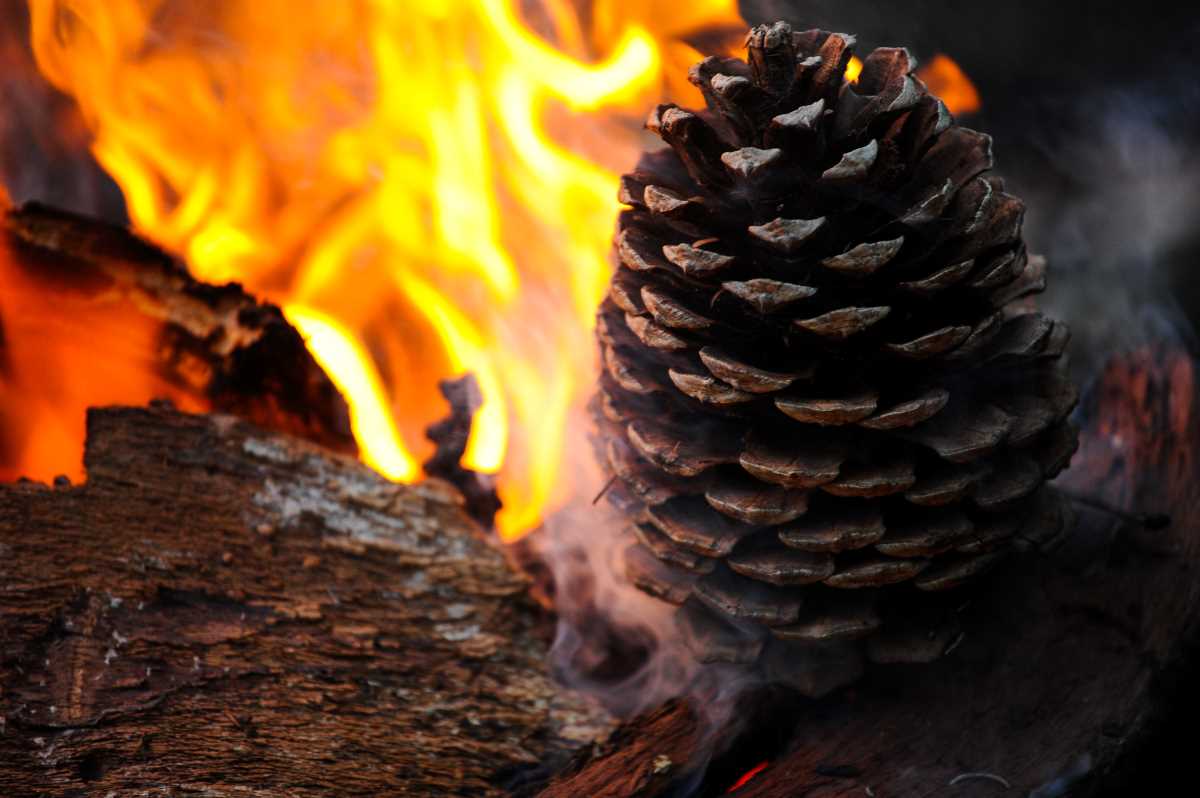 11 Amazing Uses for Pine Cones You Probably Didn't Know