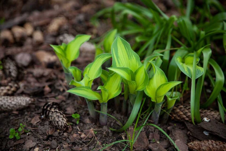 11 Amazing Uses for Pine Cones You Probably Didn't Know