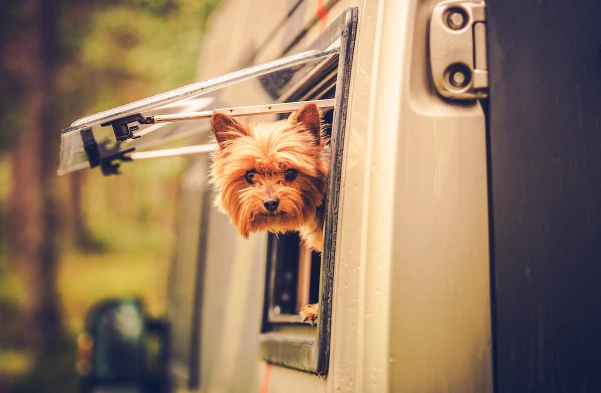 Sterling State Park Camping Guide 5 A small dog in an RV window.