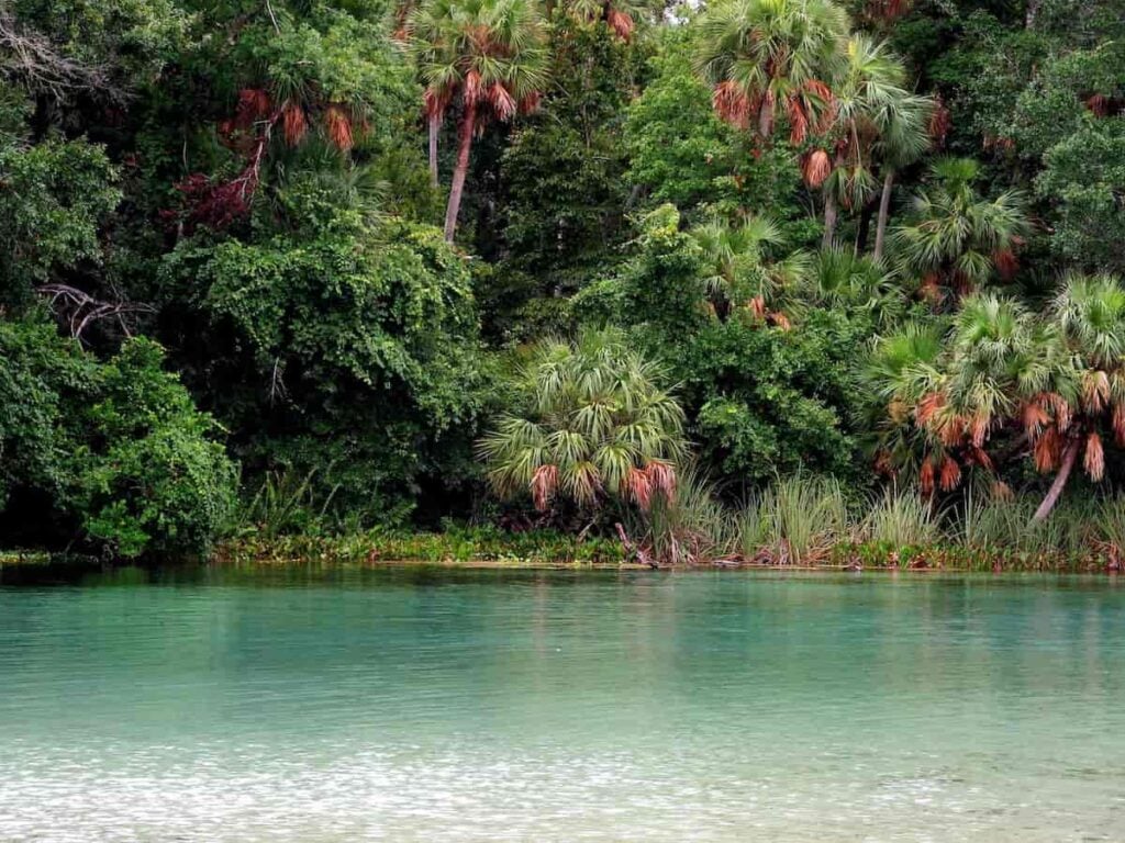 Ocala National Forest Camping: 6 Essential Tips and More 1 View of the water and lush vegetation found in Ocala National Forest.