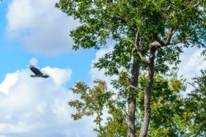 Sam Houston National Forest Camping: 11 Best Tips & More - Beyond The Tent