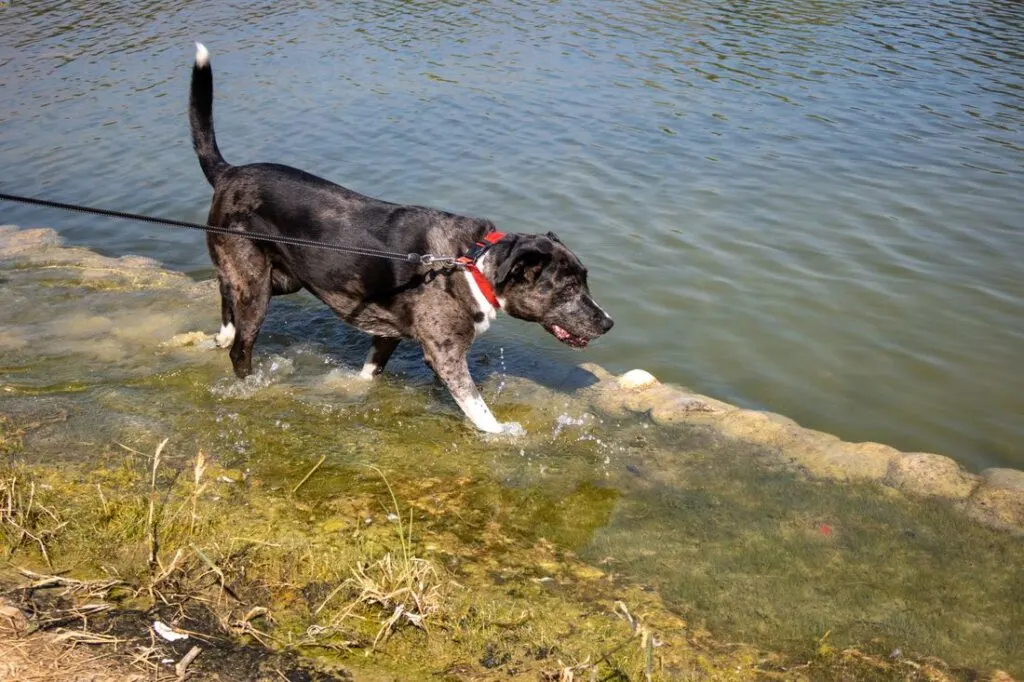 The Camper's Guide to Burt Lake State Park in Michigan 3 dog in burt lake michigan