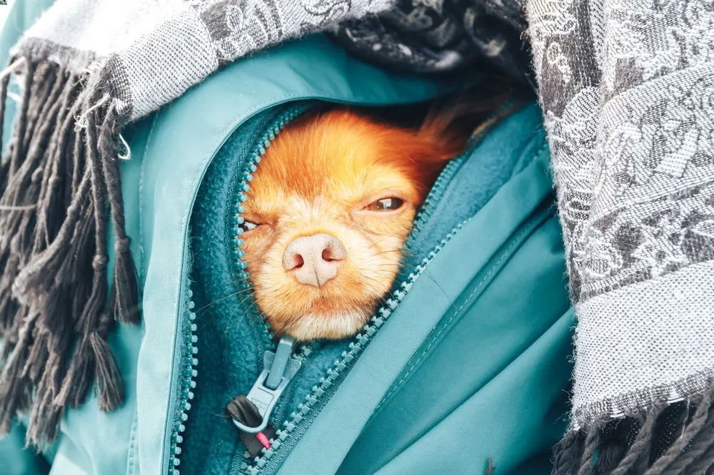 Dog Camping Essentials: 15 Items For Your Best Friend's Camping Trip 4 Dog Camping Essentials