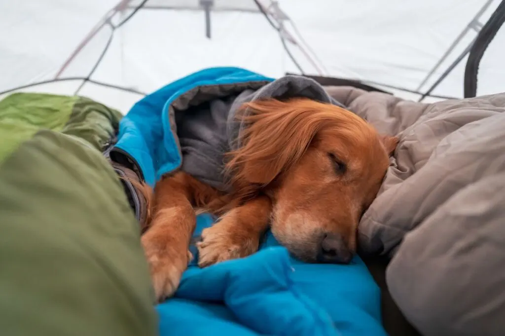 Dog Camping Essentials: 15 Items For Your Best Friend's Camping Trip 2 Dog Camping Essentials
