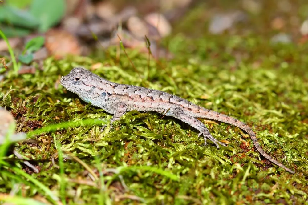 Shawnee National Forest Camping: 9 Best Spots to Camp & More 4 Shawnee National Forest Fence Lizard