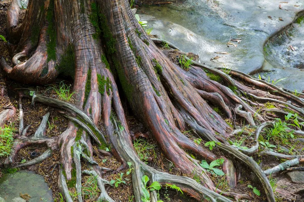 Shawnee National Forest Camping: 9 Best Spots to Camp & More 5 Shawnee National Forest Camping