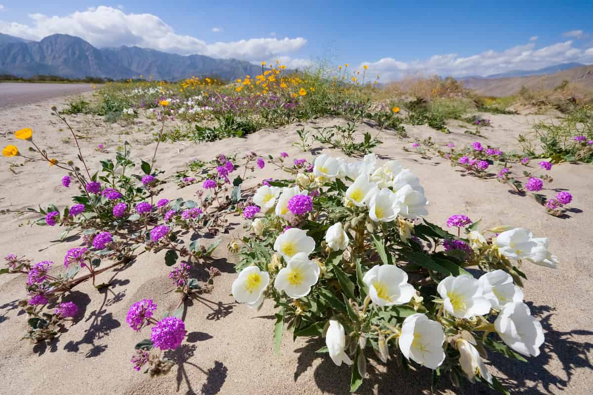 A Guide to California State Parks Camping 4 Wildflowers growing in the sand at Anza-Borrego Desert State Park.