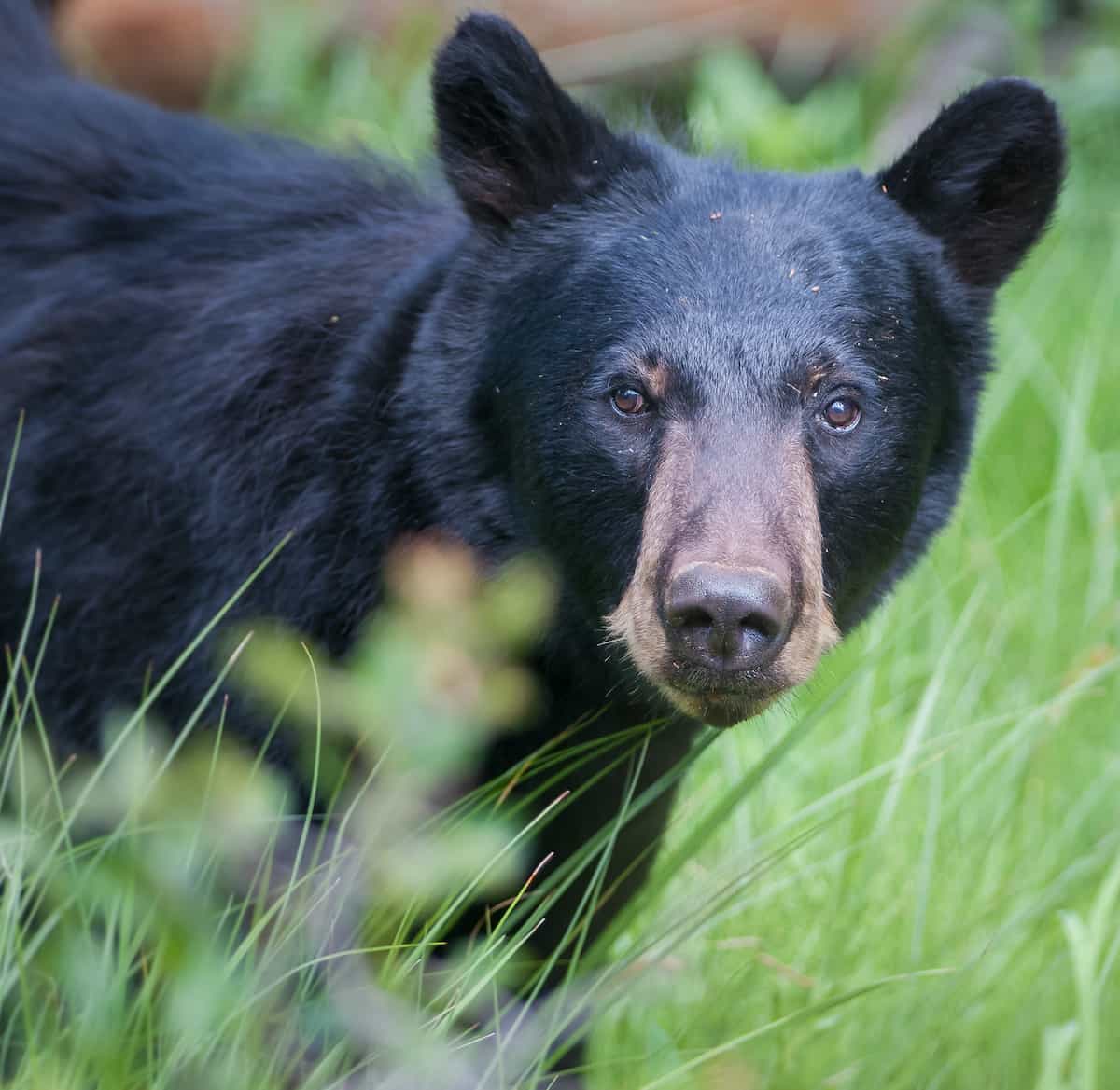 A Guide to Wisconsin State Parks Camping 11 Closeup of a black bear.