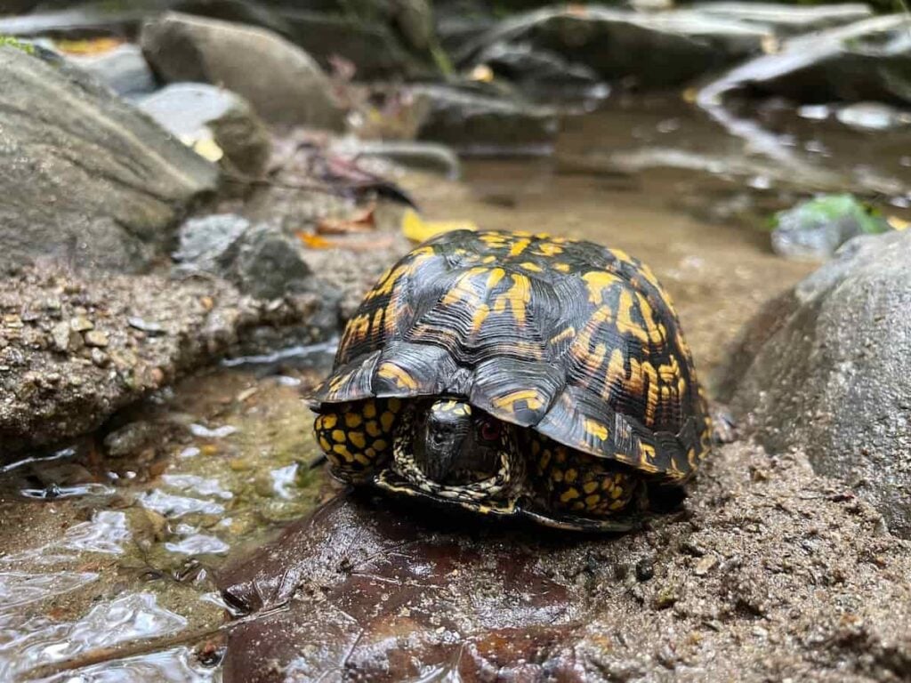 A box turtle on a creek bed in Nantahala National Forest.