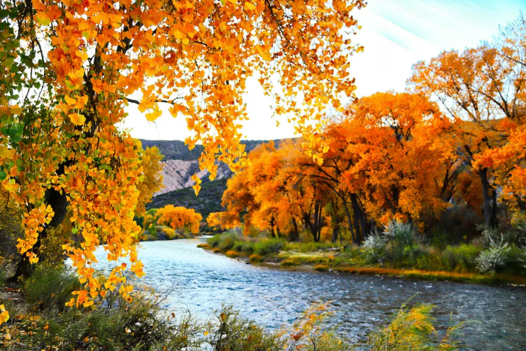 Carson National Forest Camping Guide 1 Fall color along a river in northern New Mexico.