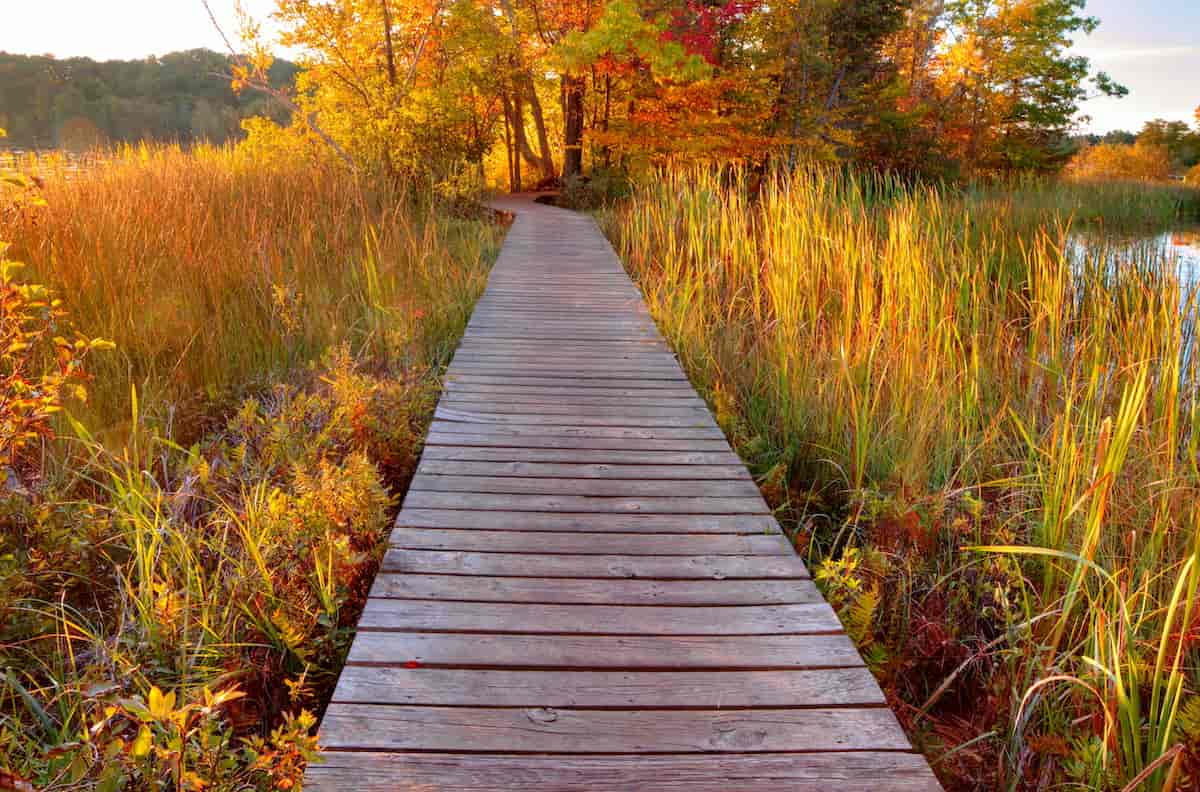 Ludington State Park Camping Guide 2 Fall color surround a boardwalk going through the wetlands at Ludington State Park.