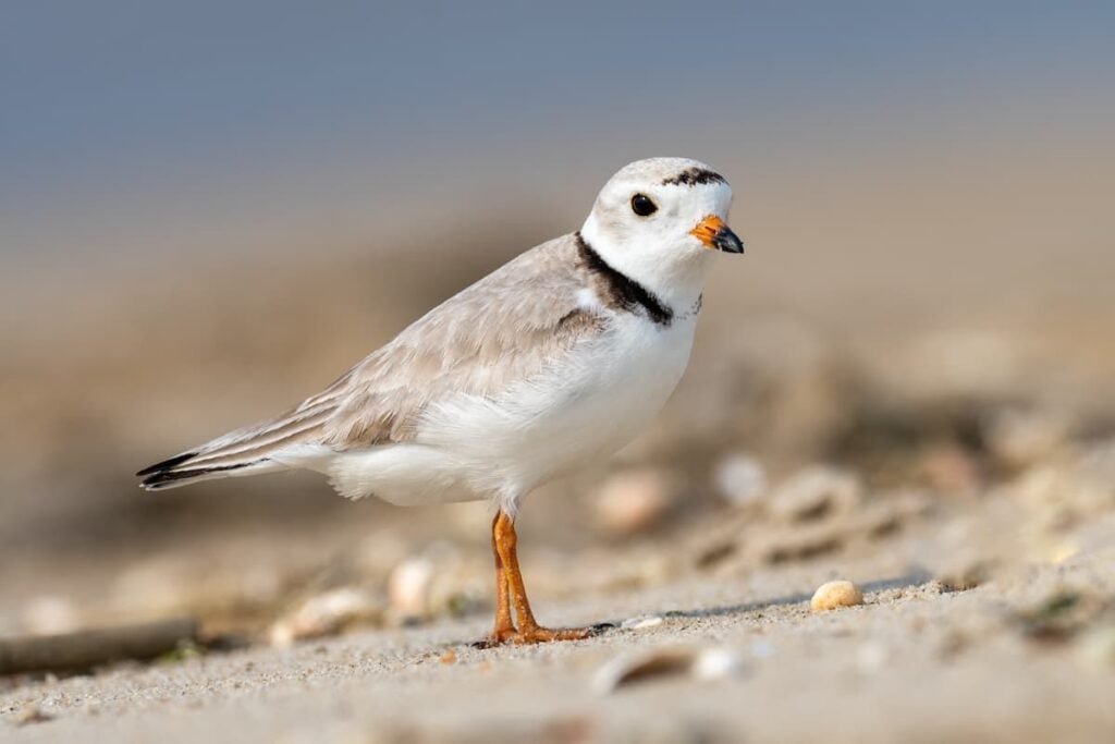 A brown and white piping plover bird.