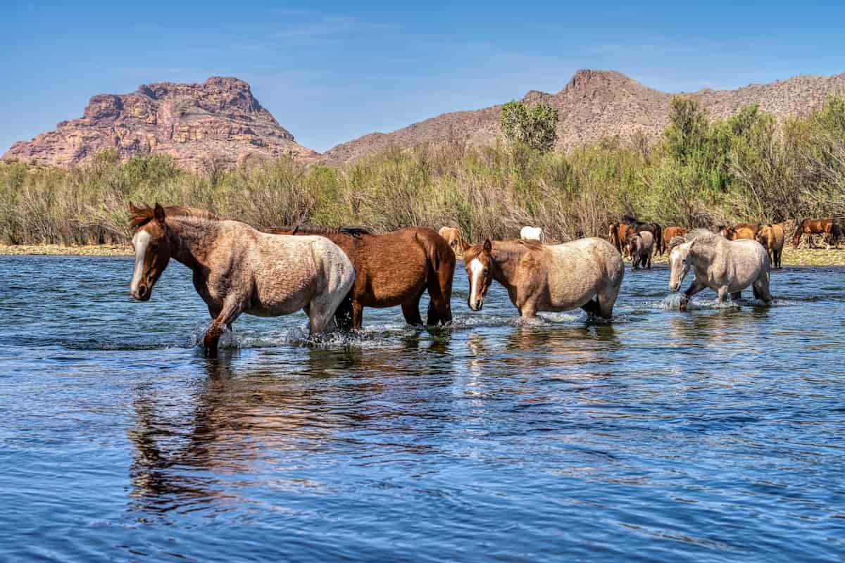 Tonto National Forest Camping Guide 6 A group of wild horses at the Salt River in Tonto National Forest.
