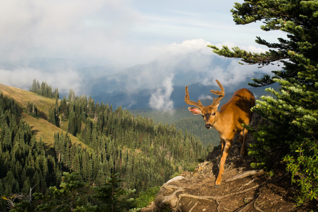 olympic national forest camping