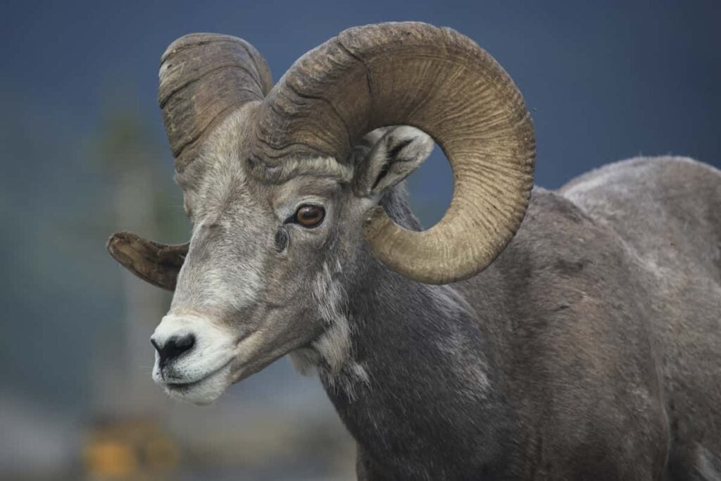 Closeup of a bighorn sheep.