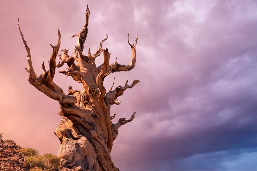 A bristle cone pine tree at Inyo National Forest.