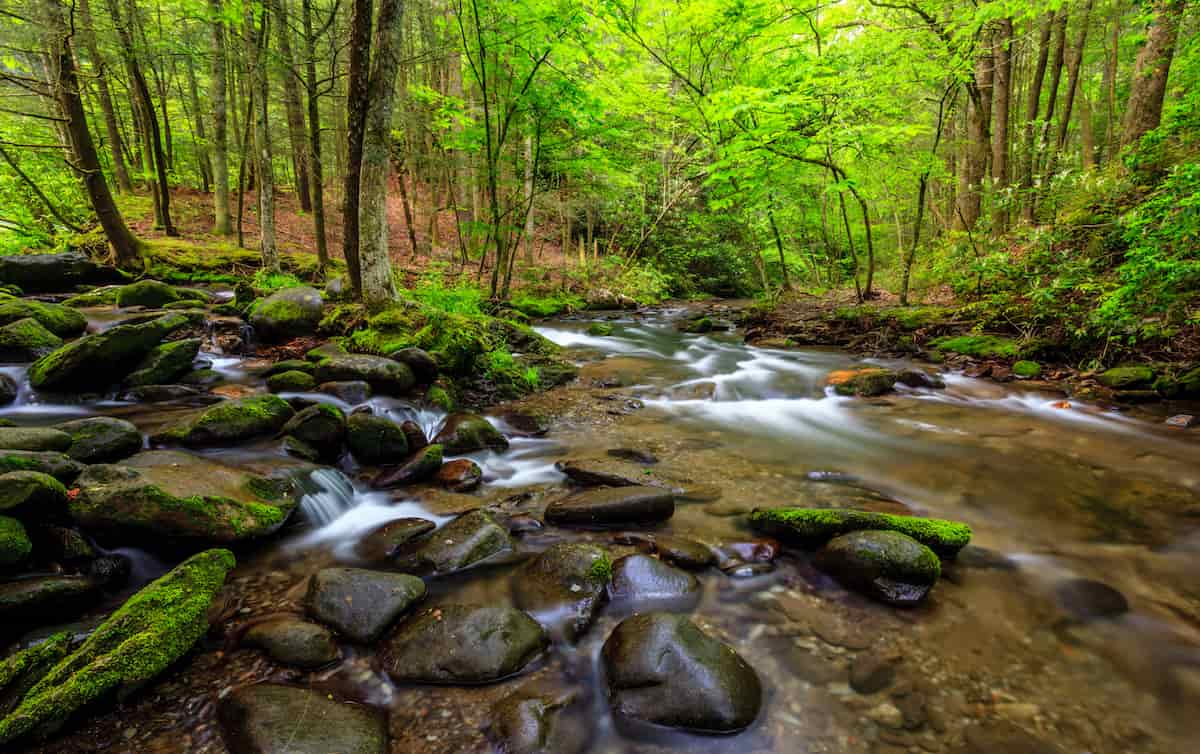 Talladega National Forest Camping Guide 2 View of a creek in the Appalachian Mountains.