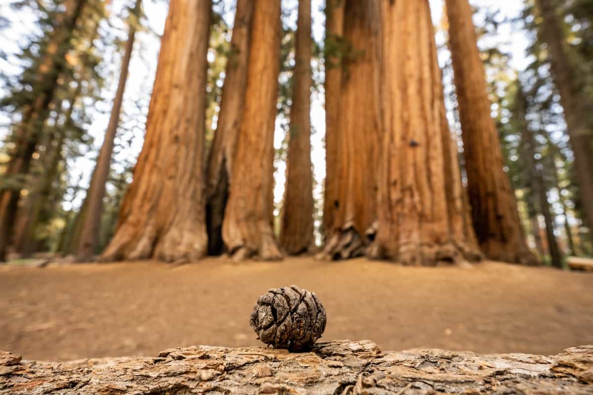 Sequoia National Forest Camping Guide 10 A small sequoia pine cone with mature trees in the background.