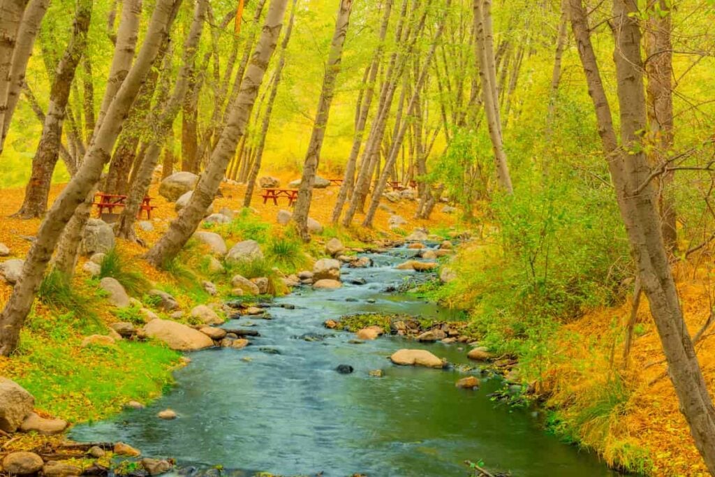 Colorful foliage along the Santa Ana River in San Bernardino National Forest.