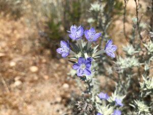 San Bernardino National Forest Camping Guide - Beyond The Tent