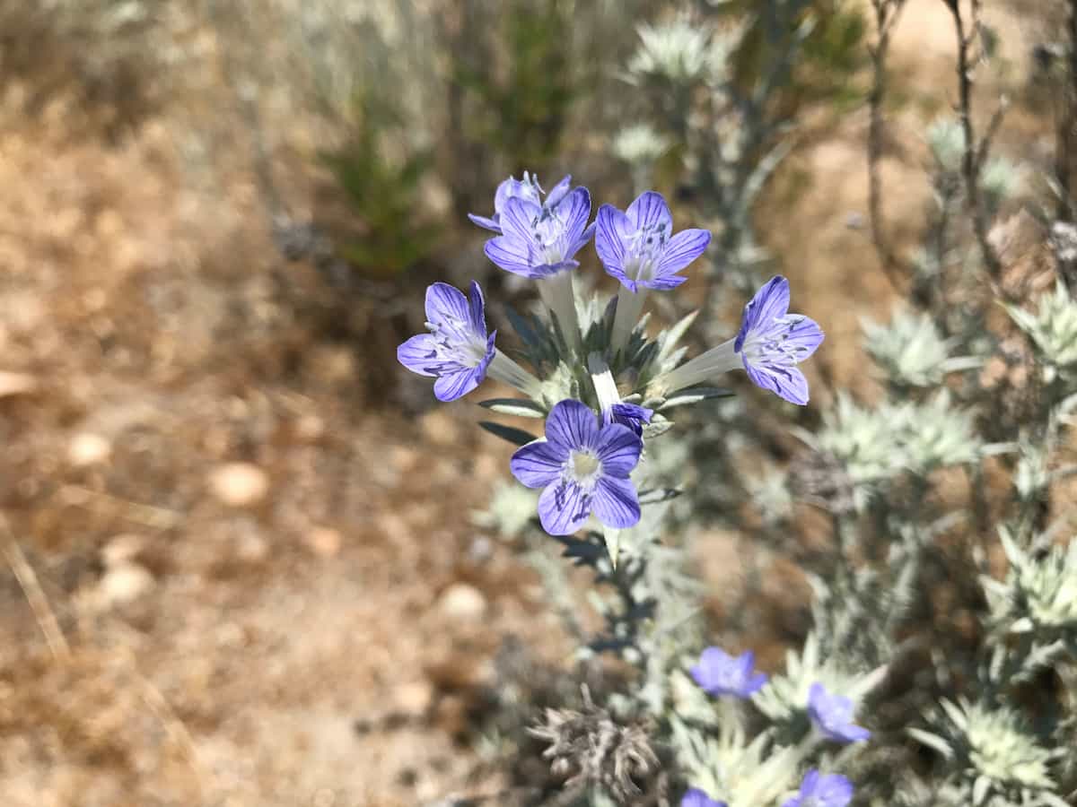 San Bernardino National Forest Camping Guide 11 Purple woolly-star flowers growing in southern California.