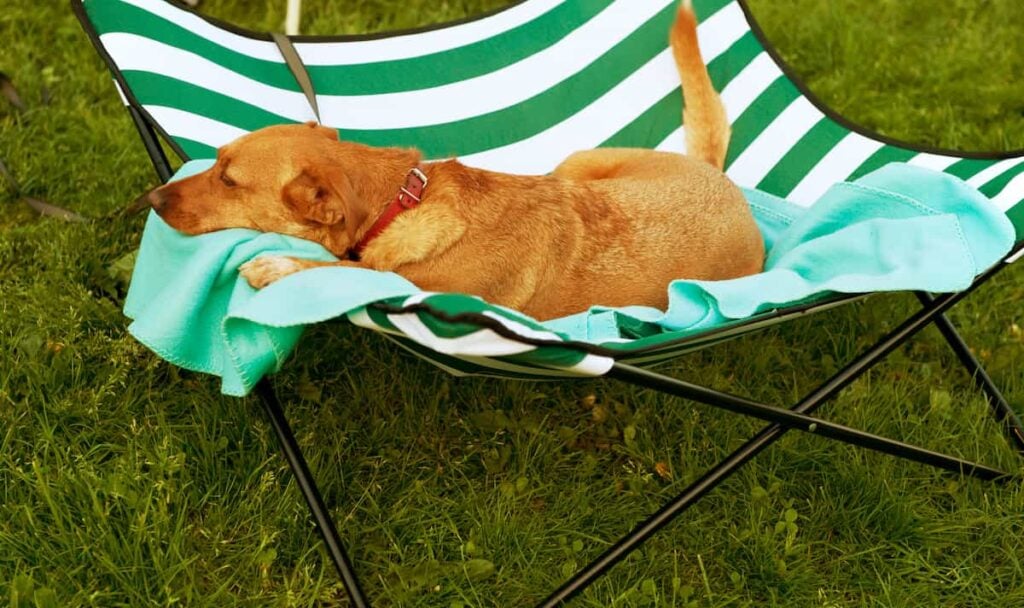 The Best Dog Camping Chair for Your Furry Companion 7 A dog lying on a dog hammock.