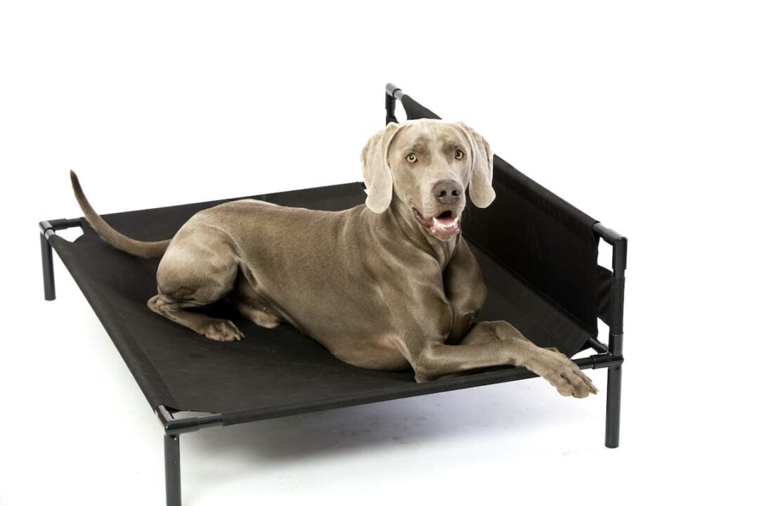 The Best Dog Camping Chair for Your Furry Companion - Beyond The Tent