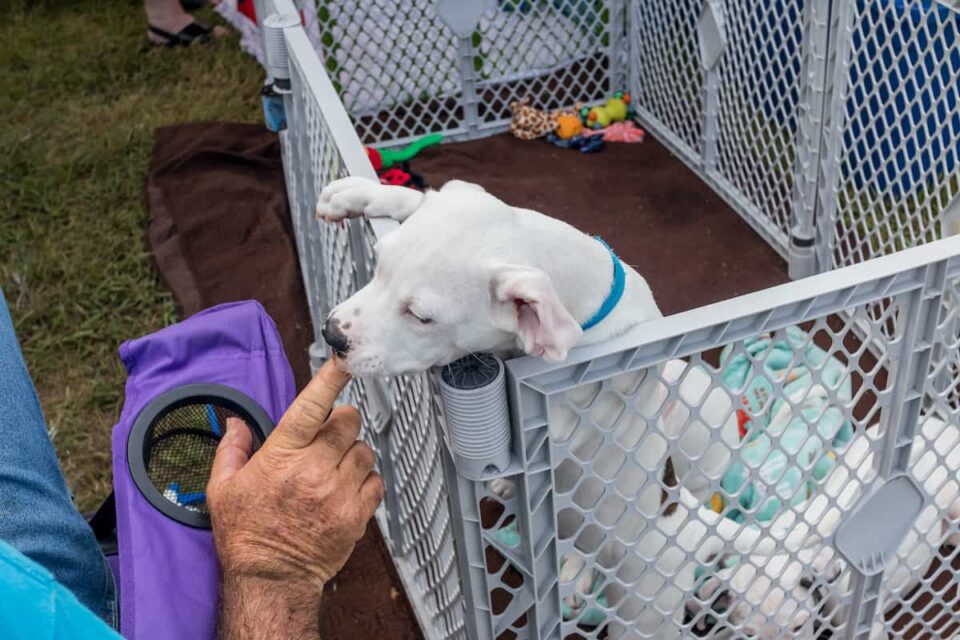 Creating a Safe Haven How to Set Up a Camping Dog Pen Beyond The Tent