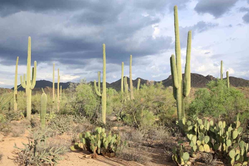 Boondocking in Arizona: A Beginner's Guide 8 Saguaro Cacti