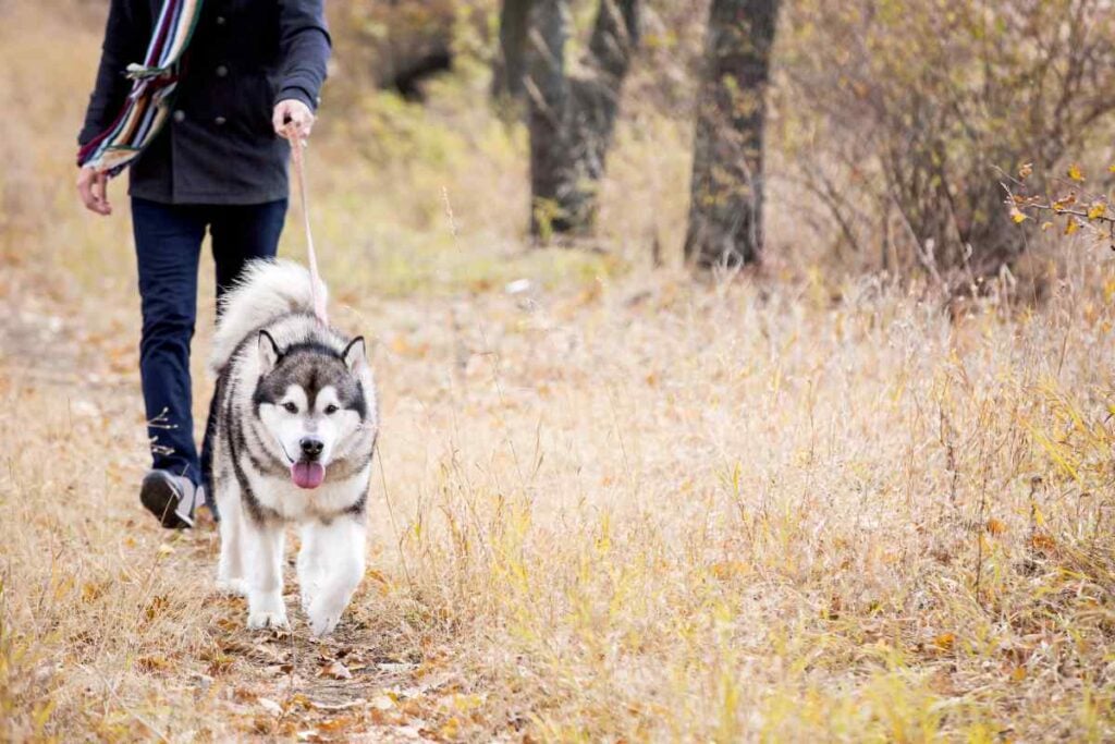 Rv Camping With Dogs: The Complete Travelers Guide 2 Dog on a Leash
