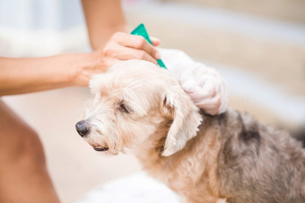 Rv Camping With Dogs: The Complete Travelers Guide 5 Flea Meds