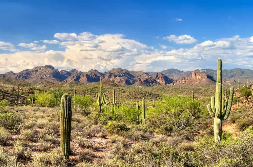 The 20 Best Free Camping Spots in Arizona 5 View of saguaro cacti in Coronado National Forest.