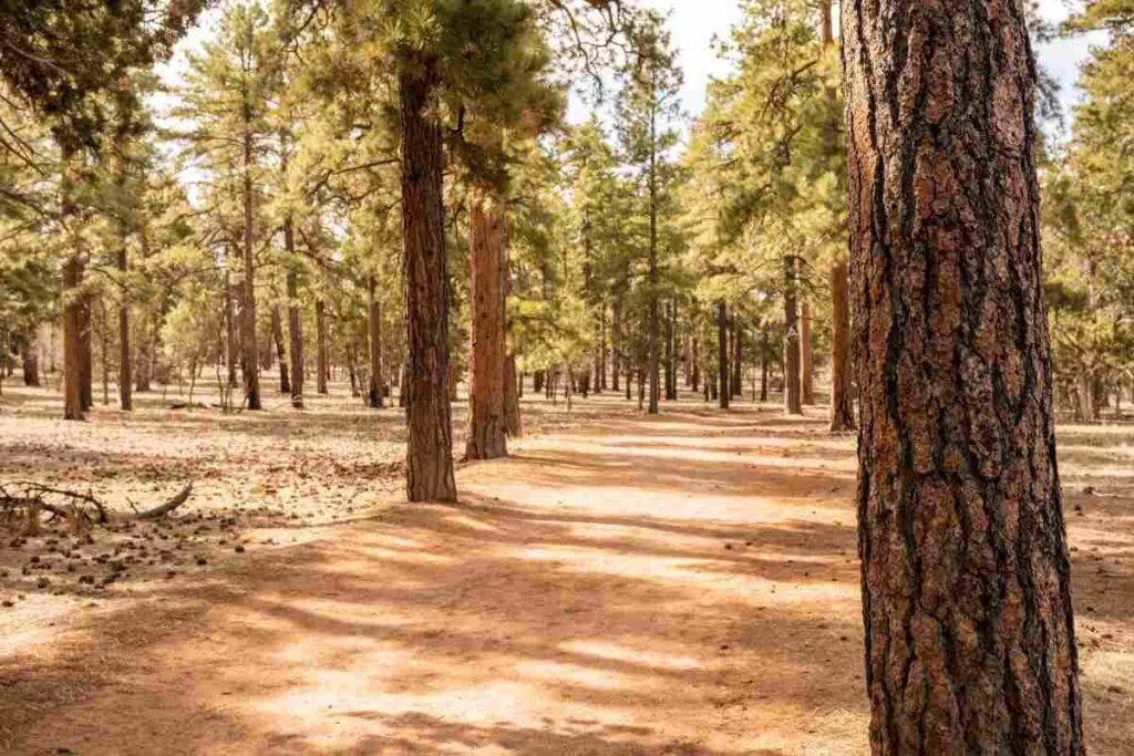 Ponderosa Pine Forest in Arizona