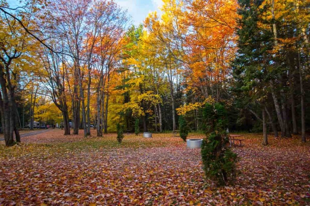 Guia de acampamento do Tahquamenon Falls State Park: dicas essenciais para uma aventura memorável 2 Vista de fogueiras e mesas de piquenique no Tahquamenon Falls State Park