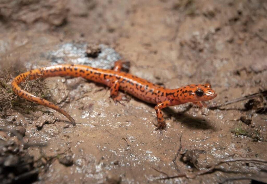 Florida Caverns State Park: Camping and Adventuring in the Caves! 5 Cave Salamander
