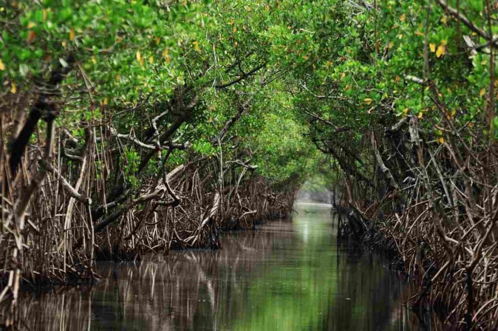 Make the Beautiful Jonathan Dickinson State Park Your Next Camping Destination! 4 Mangroves