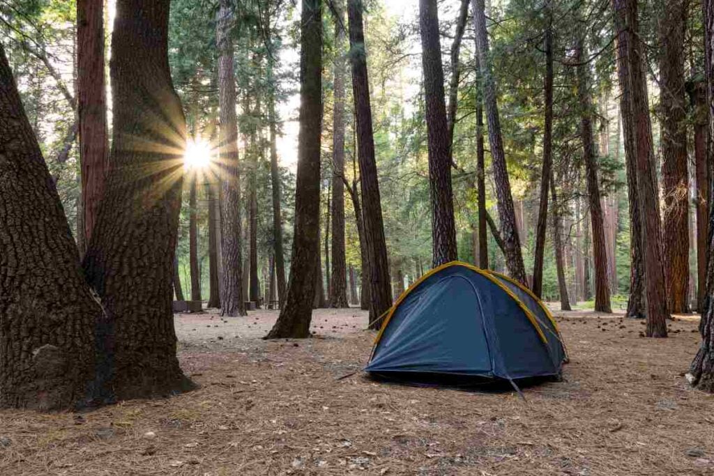 9 Places You Can Go for Free Camping in Tennessee 3 Pine Woods Campground