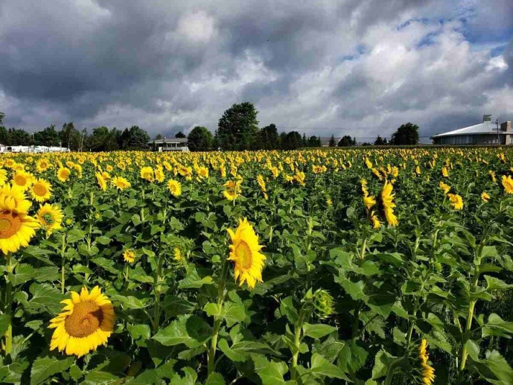 9 of the Best RV Parks in Maryland: Adventure Awaits! 4 Sunflowers