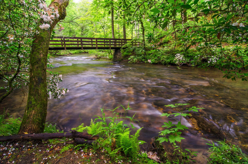 Summer foliage along clear stream, Great Smoky Mountains,