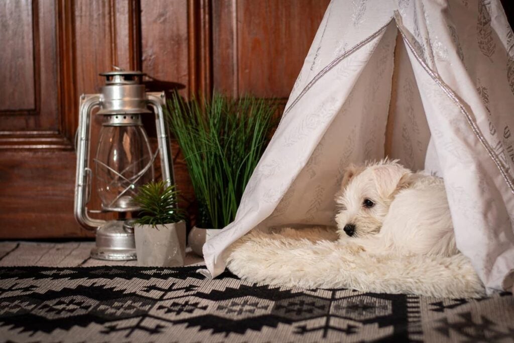 dog teepee tent